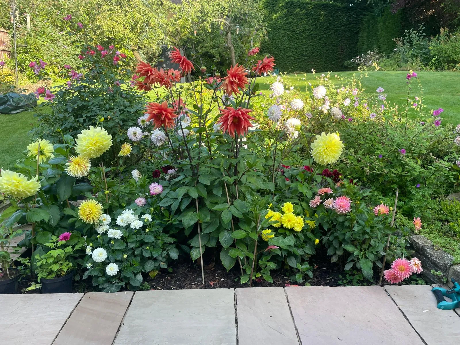 A garden filled with lots of colorful flowers.